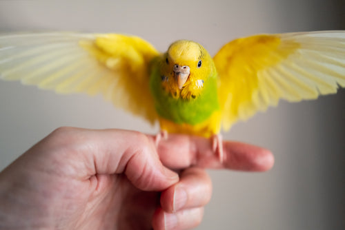 Budgies – Everything you need to know!