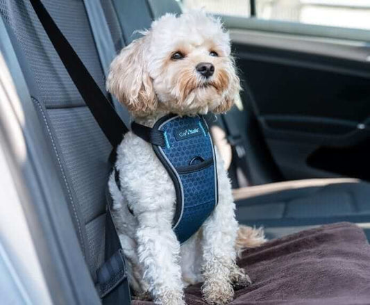 Company Of Animals Carsafe Crash Tested Harness Blue X Small