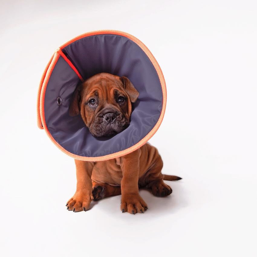 Comfy Vet Collar Cone Xs