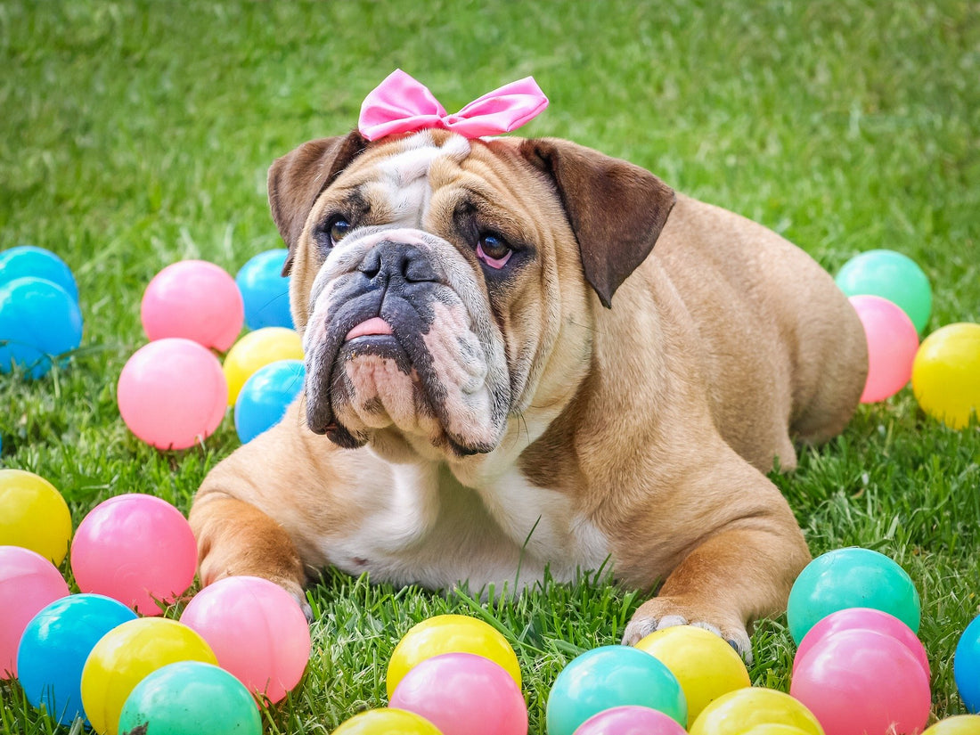 Planning a home Easter Egg hunt this year? What about your pets this Easter?