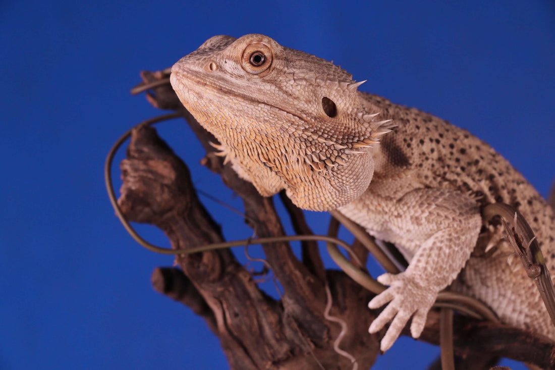 Keeping Lizards as a Pet in QLD