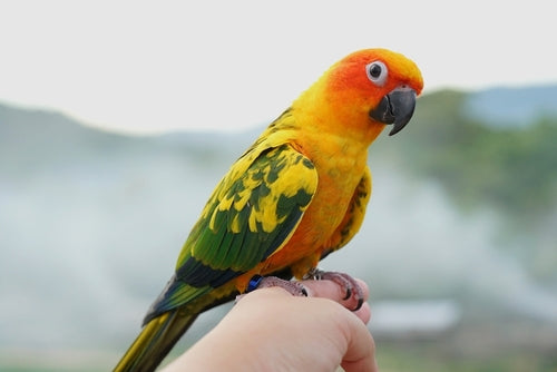 Basics of hand-taming birds