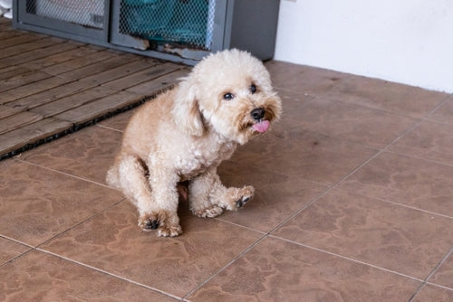 Butt-dragging dogs