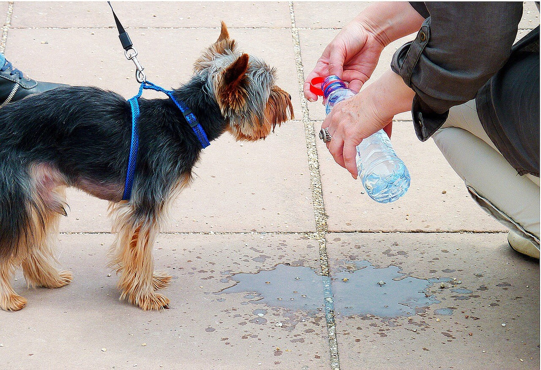 Keeping your pets hydrated in Summer