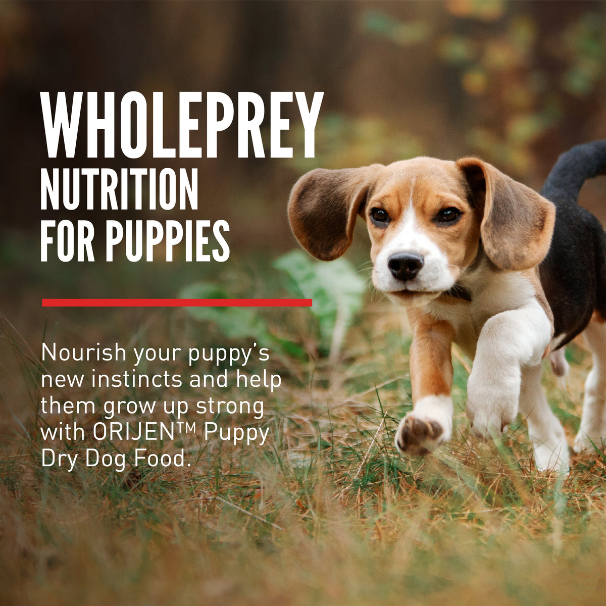 Orijen Dog Puppy 2kg