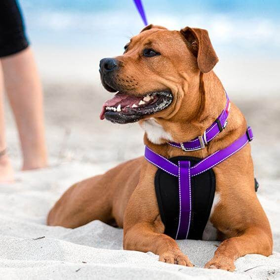 Kazoo Active Walking Harness Purple/Lime Xl