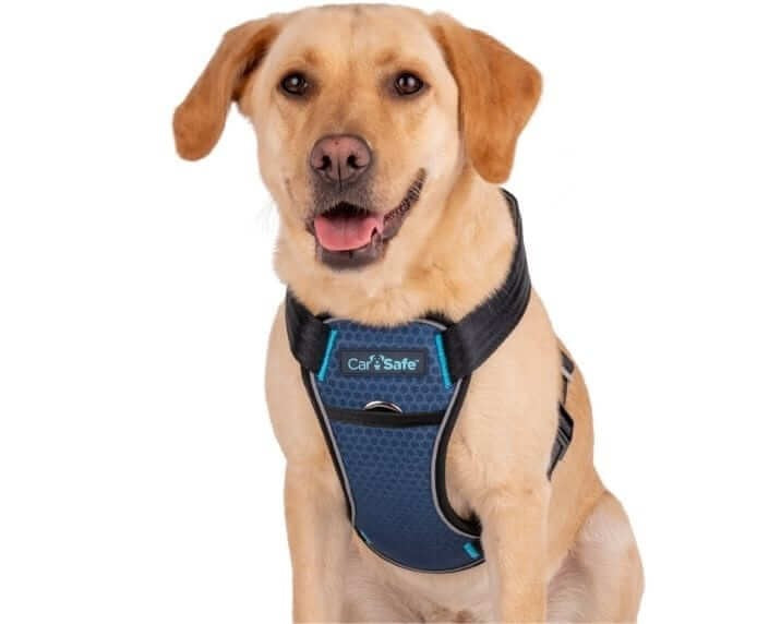 Company Of Animals Carsafe Crash Tested Harness Blue Large