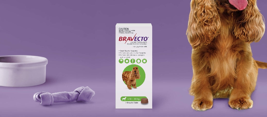 Bravecto Medium Dog Green Chewable >10-20kg