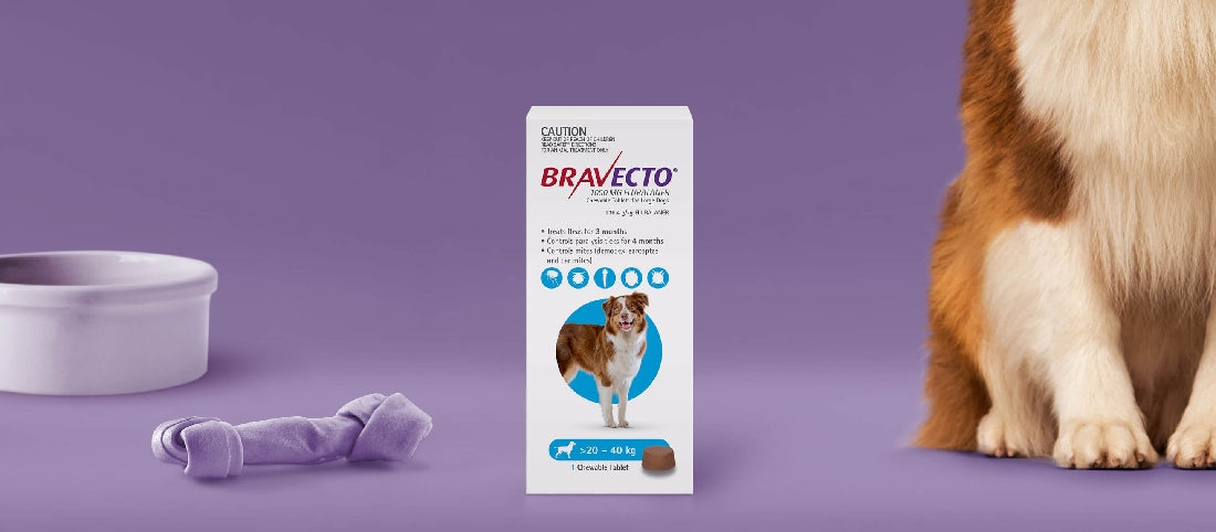 Bravecto Large Dog Blue Chewable >20-40kg