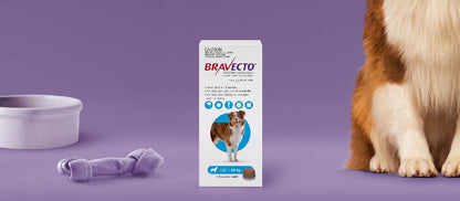 Bravecto Large Dog Blue Chewable >20-40kg